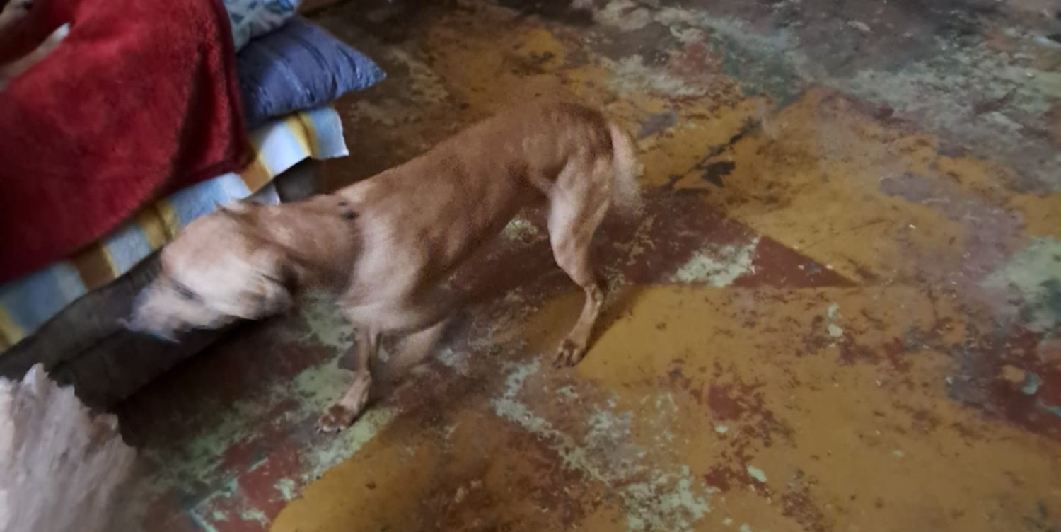 Fot. Straż Miejska w Sopocie - Facebook Fot. Straż Miejska w Sopocie - Facebook