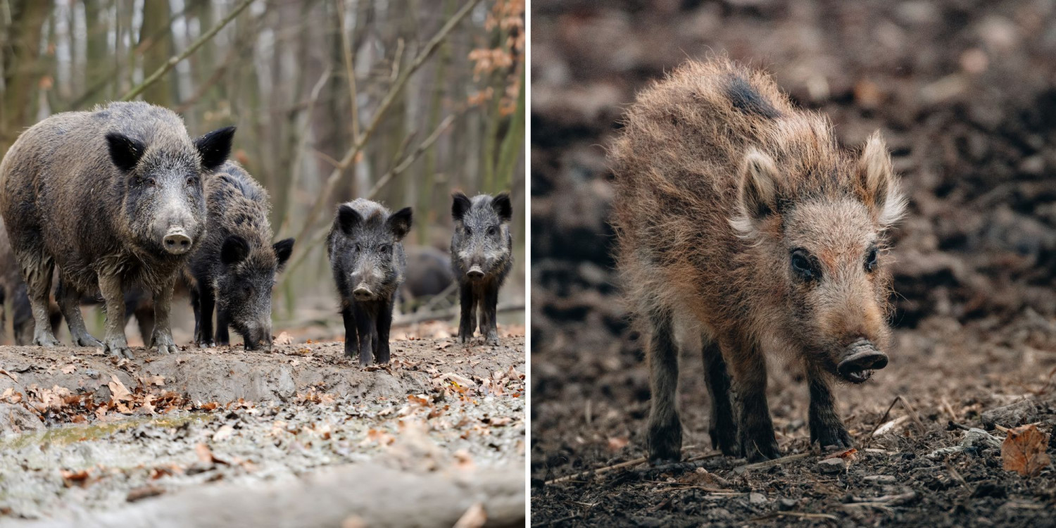 Zdarza się, że pojedyncze osobniki roznoszą choroby groźne dla zdrowia ludzi. Fot. Getty Images/Pexels (Materiały Canva Pro)