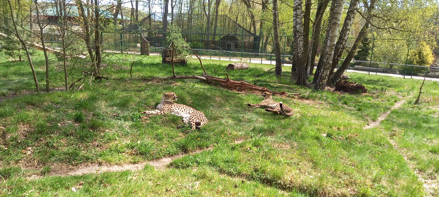Vega i Thabo leżą. Fot. Gdański Ogród Zoologiczny
