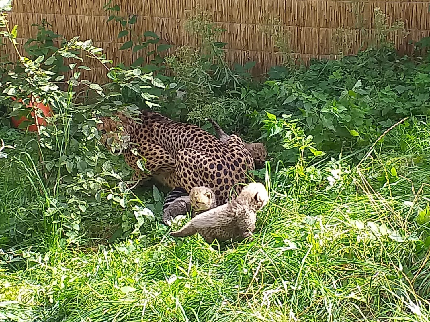 Vega z młodymi na okólniku. Fot. Gdański Ogród Zoologiczny