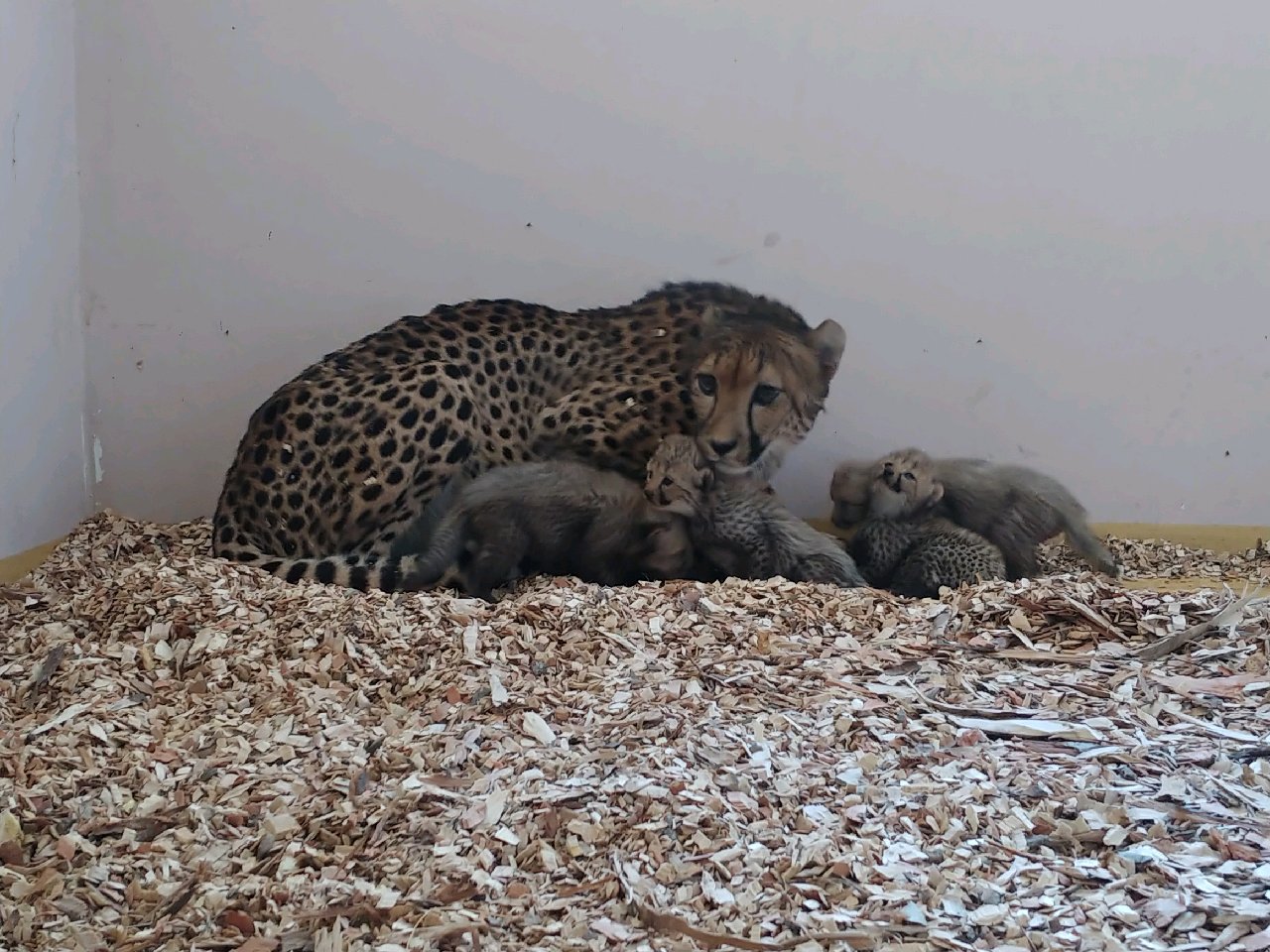 Vega z młodymi w pomieszczeniu. Fot. Gdański Ogród Zoologiczny