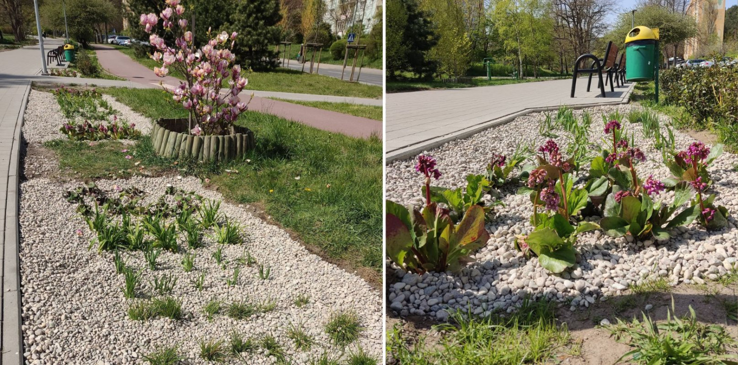 Nowe nasadzenia przy ul. Oskara Kolberga w Sopocie. Fot. Małgorzata Osowiecka