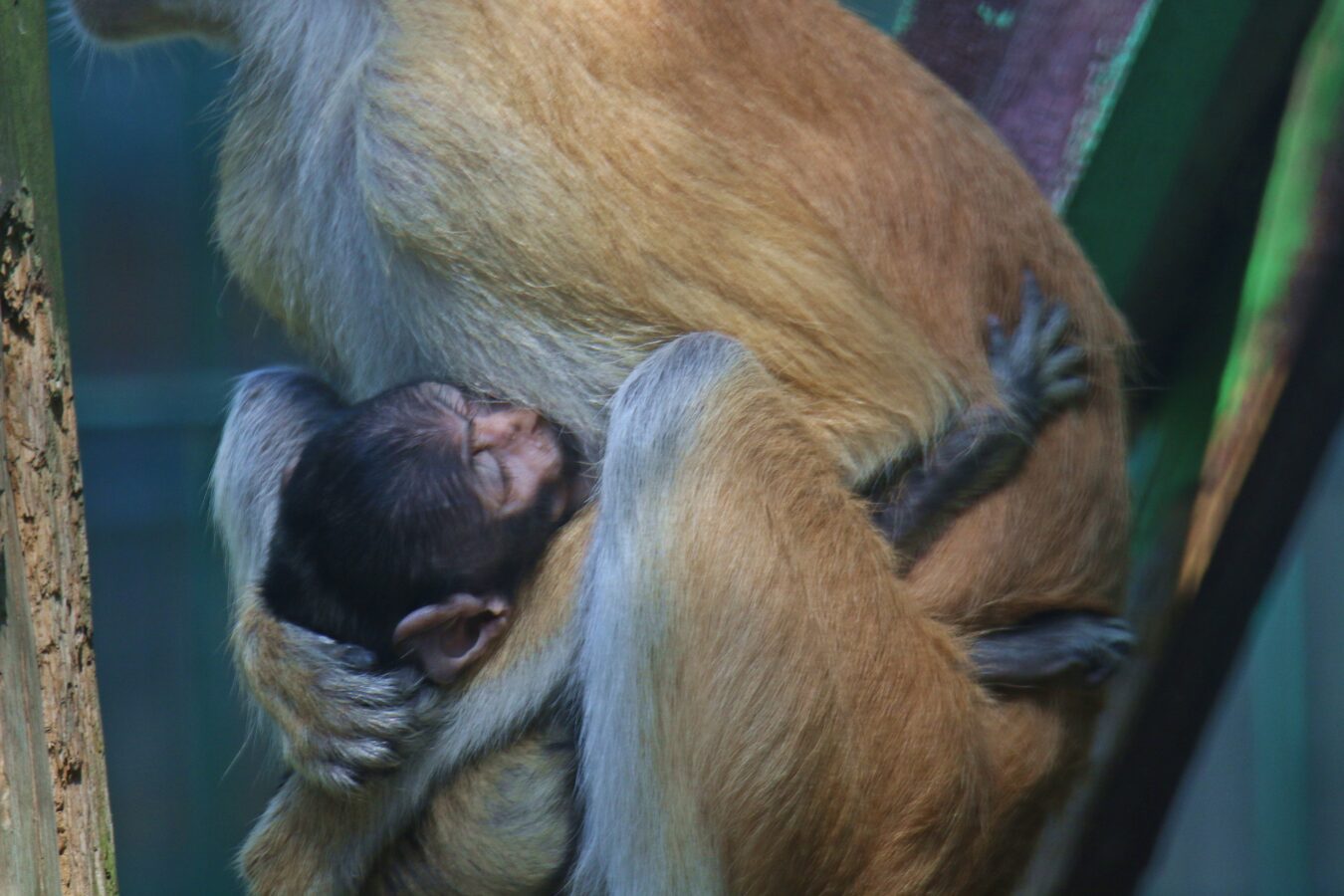 Fot. Gdański Ogród Zoologiczny
