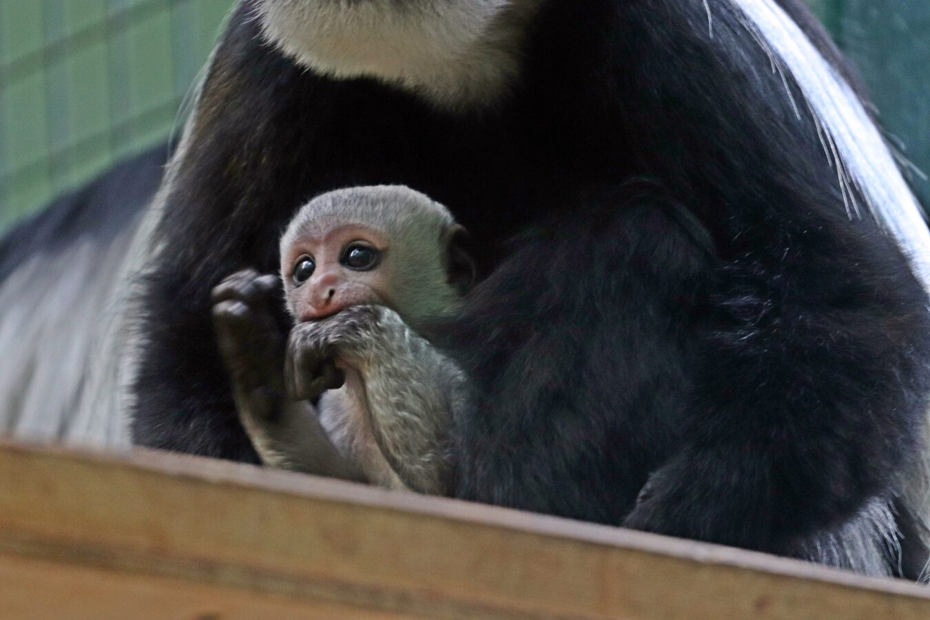 Fot. Gdański Ogród Zoologiczny