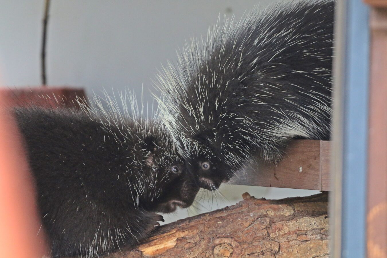 Fot. Gdański Ogród Zoologiczny