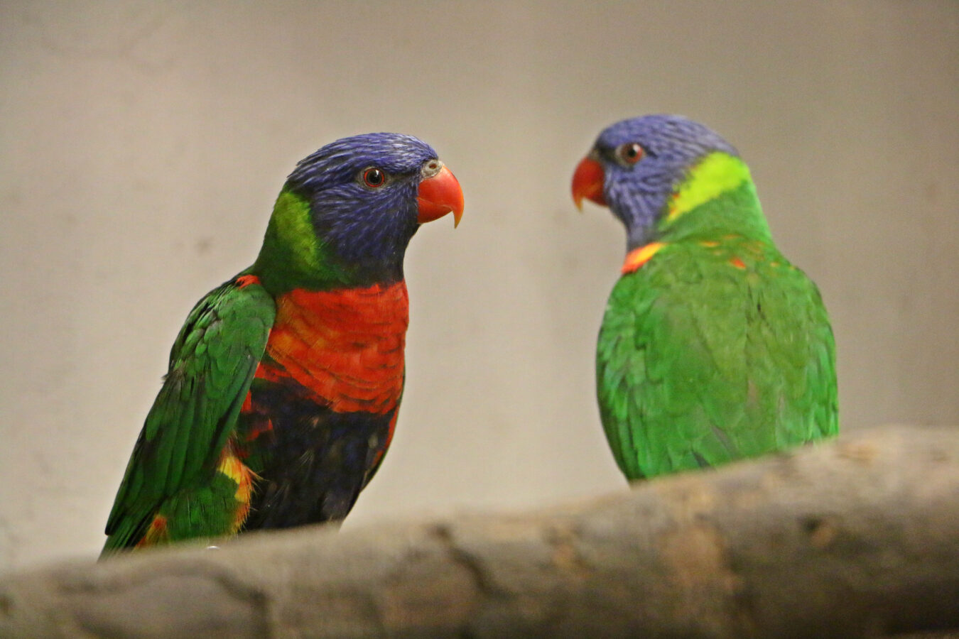 Fot. Gdański Ogród Zoologiczny