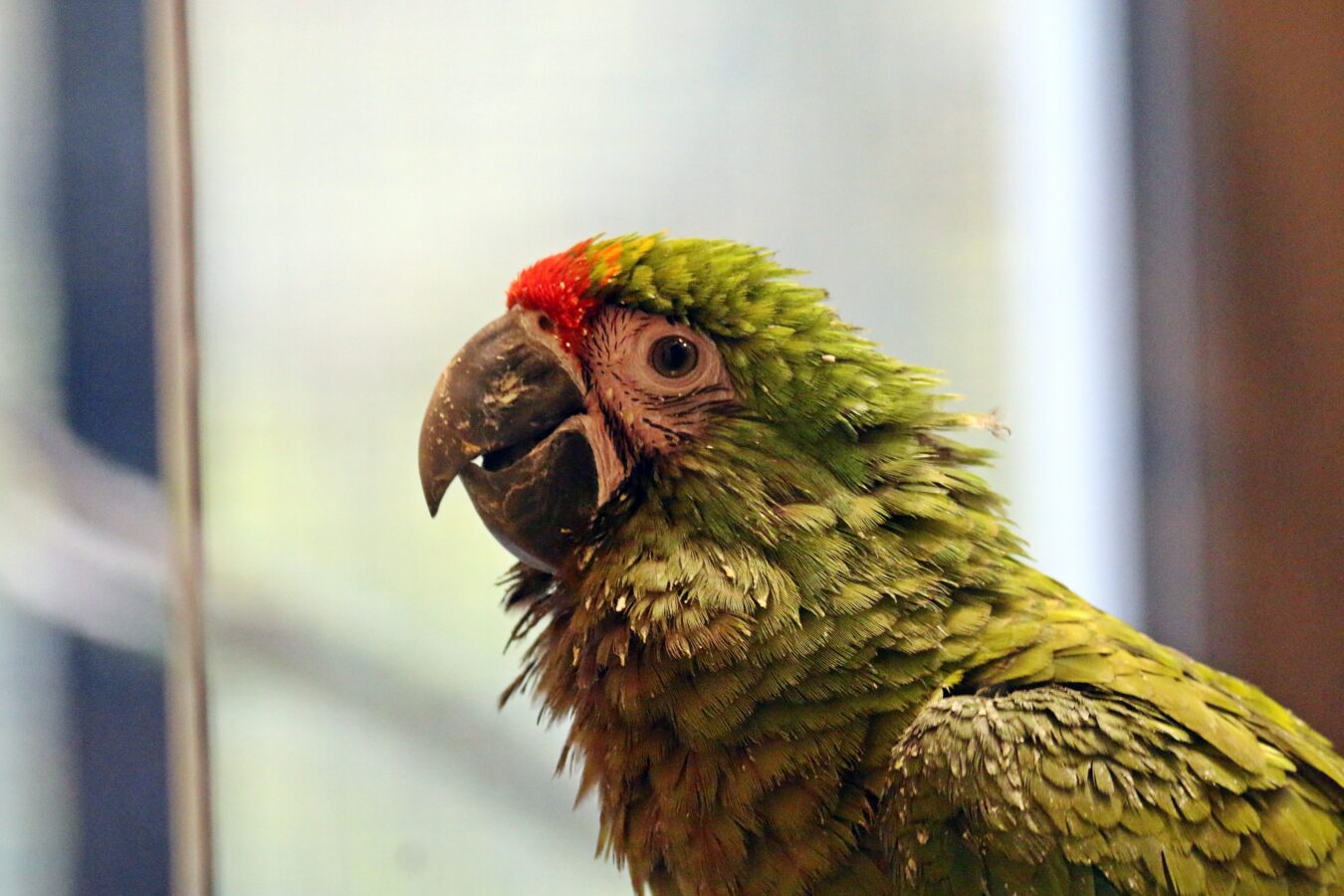 Fot. Paweł Ciesielski / Gdański Ogród Zoologiczny