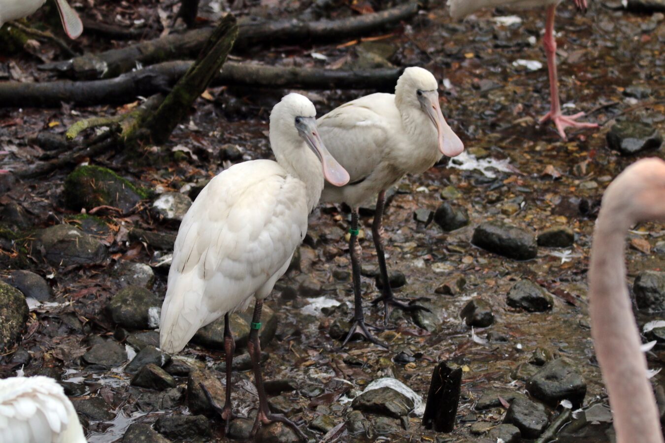 Fot. Paweł Ciesielski / Gdański Ogród Zoologiczny