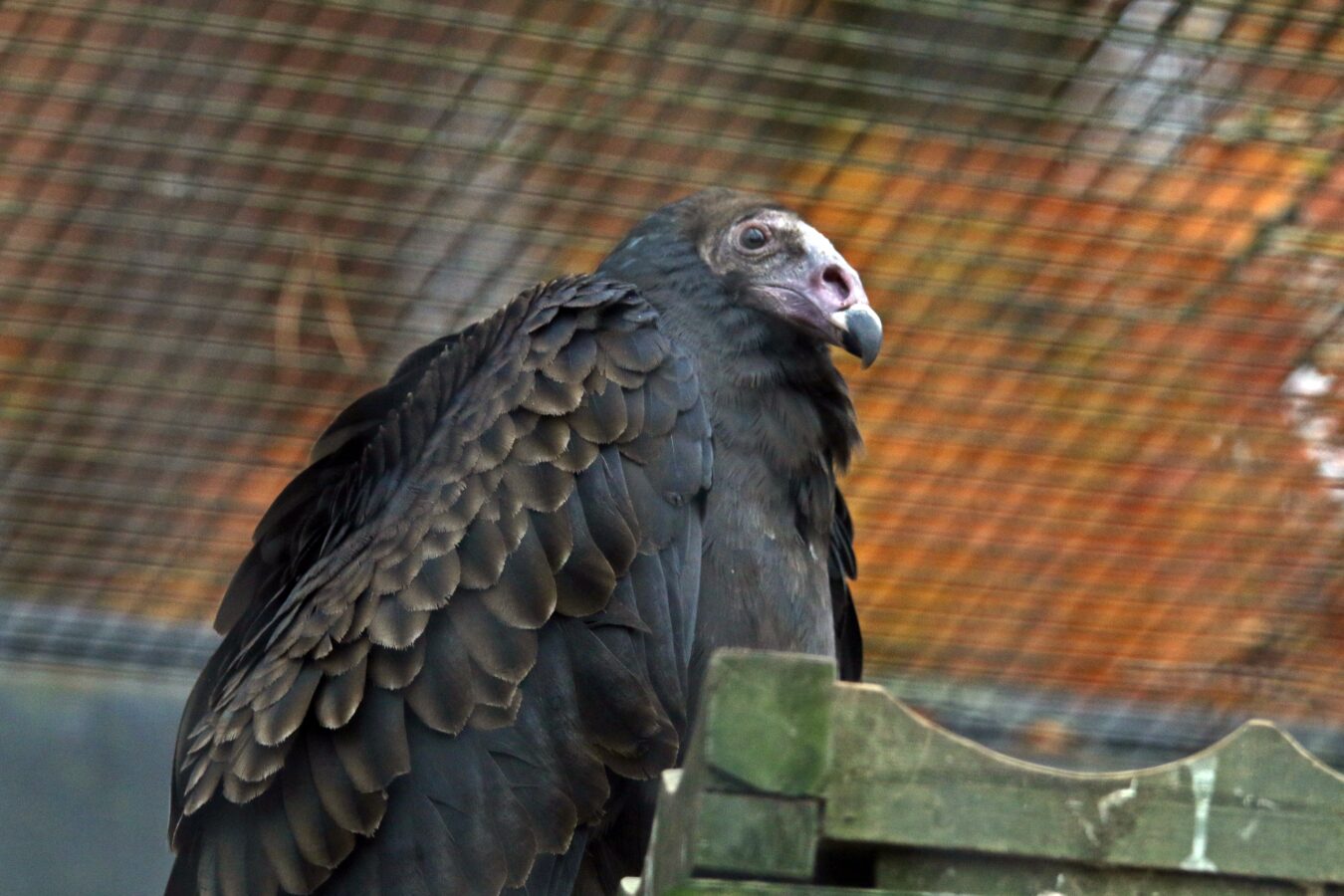 Fot. Paweł Ciesielski / Gdański Ogród Zoologiczny