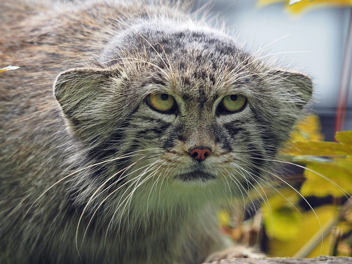 Fot. Gdański Ogród Zoologiczny