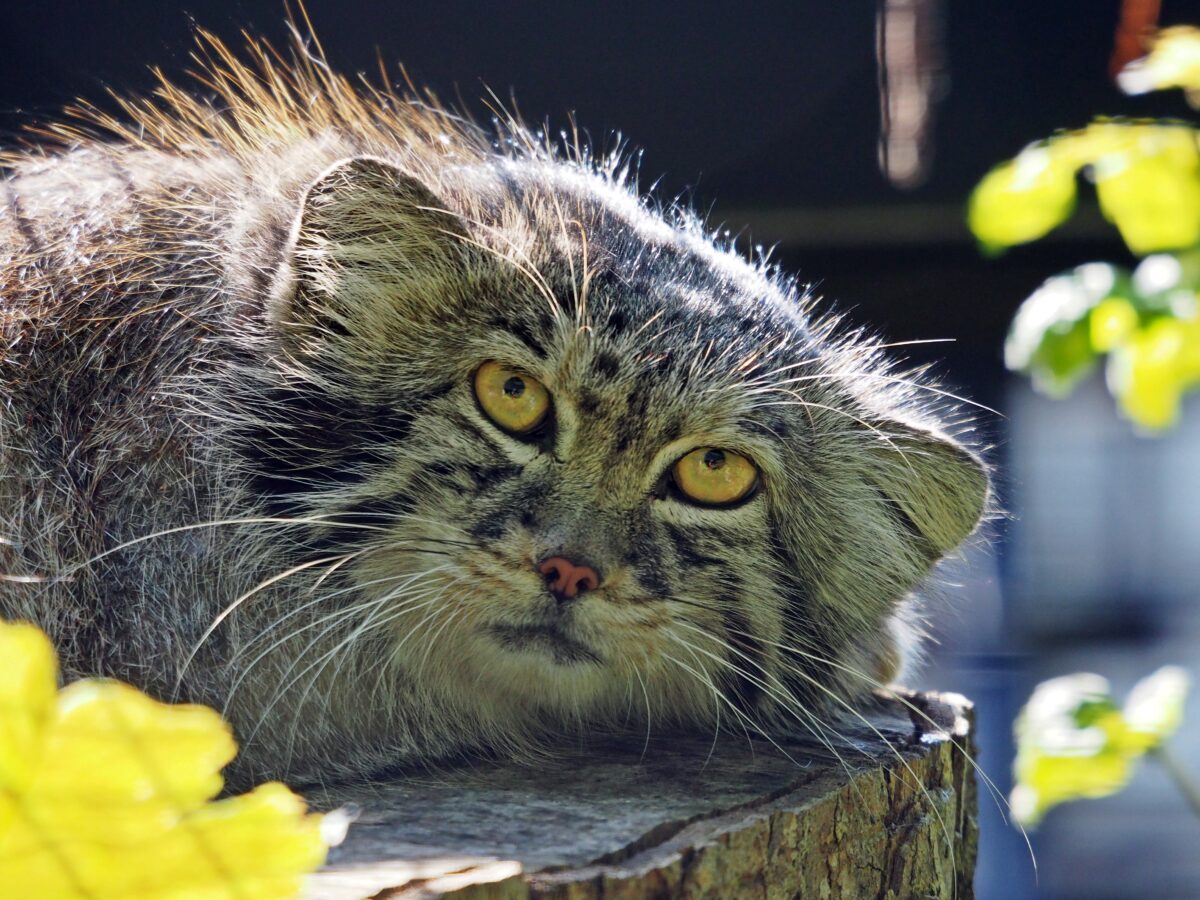 Fot. Gdański Ogród Zoologiczny