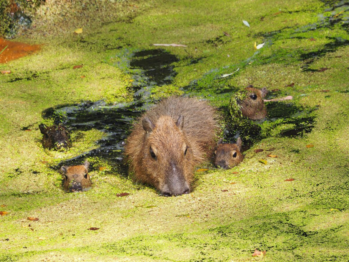 Fot. Gdański Ogród Zoologiczny