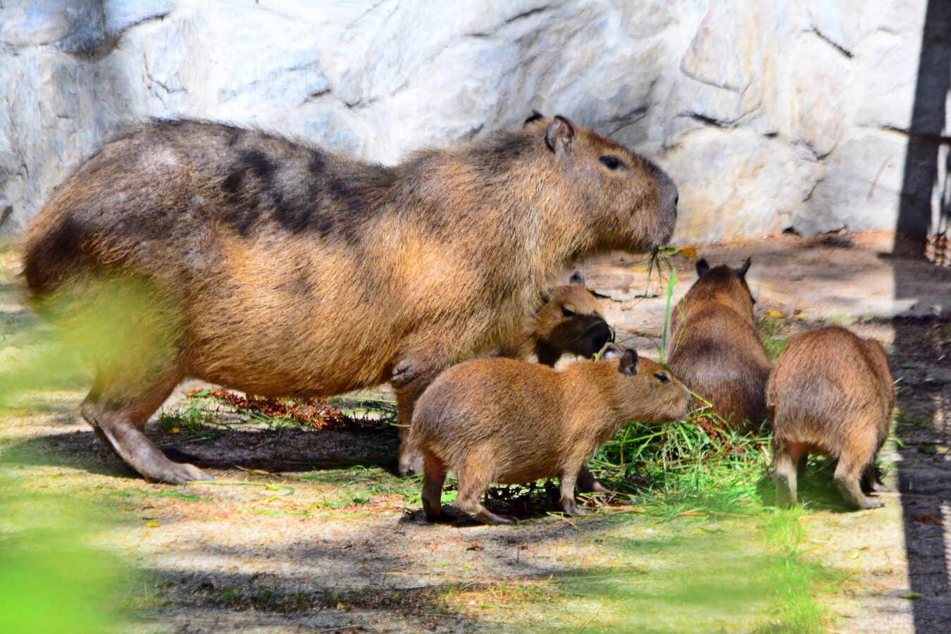 Fot. Gdański Ogród Zoologiczny