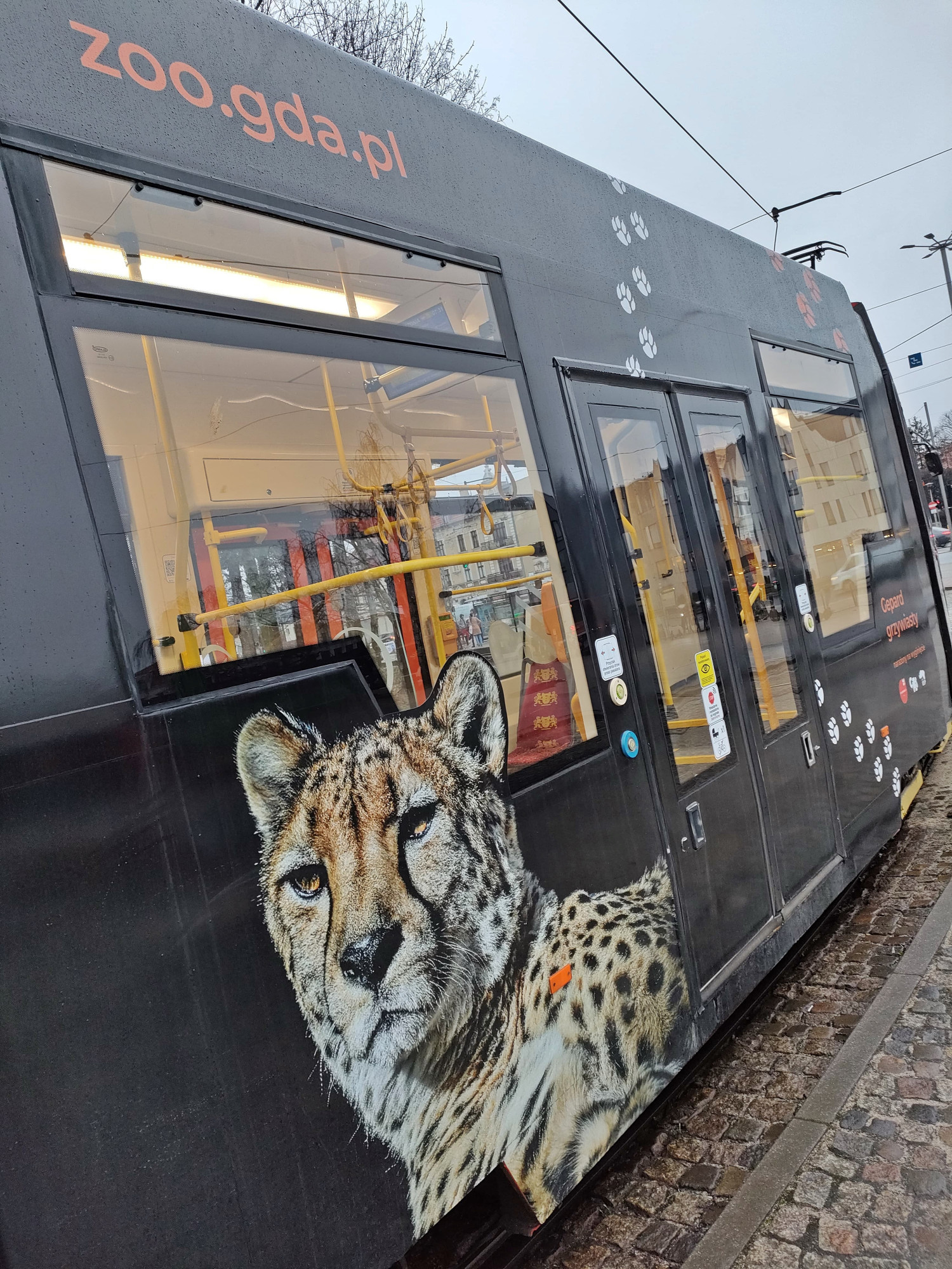 Zdjęcie geparda wyklejone na tramwaju. Fot. gdansk.pl