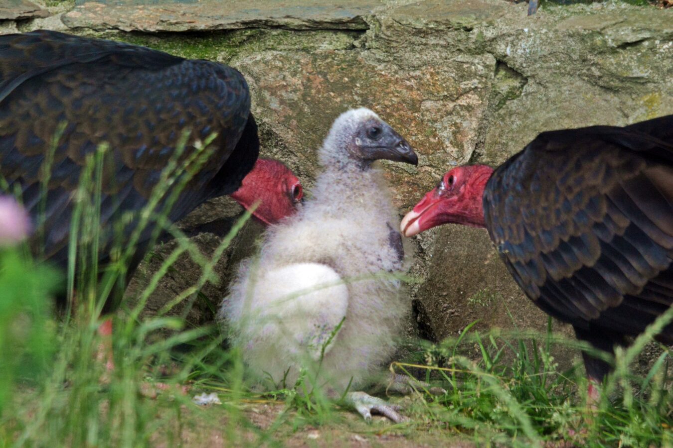 Fot. Paweł Ciesielski / Gdański Ogród Zoologiczny