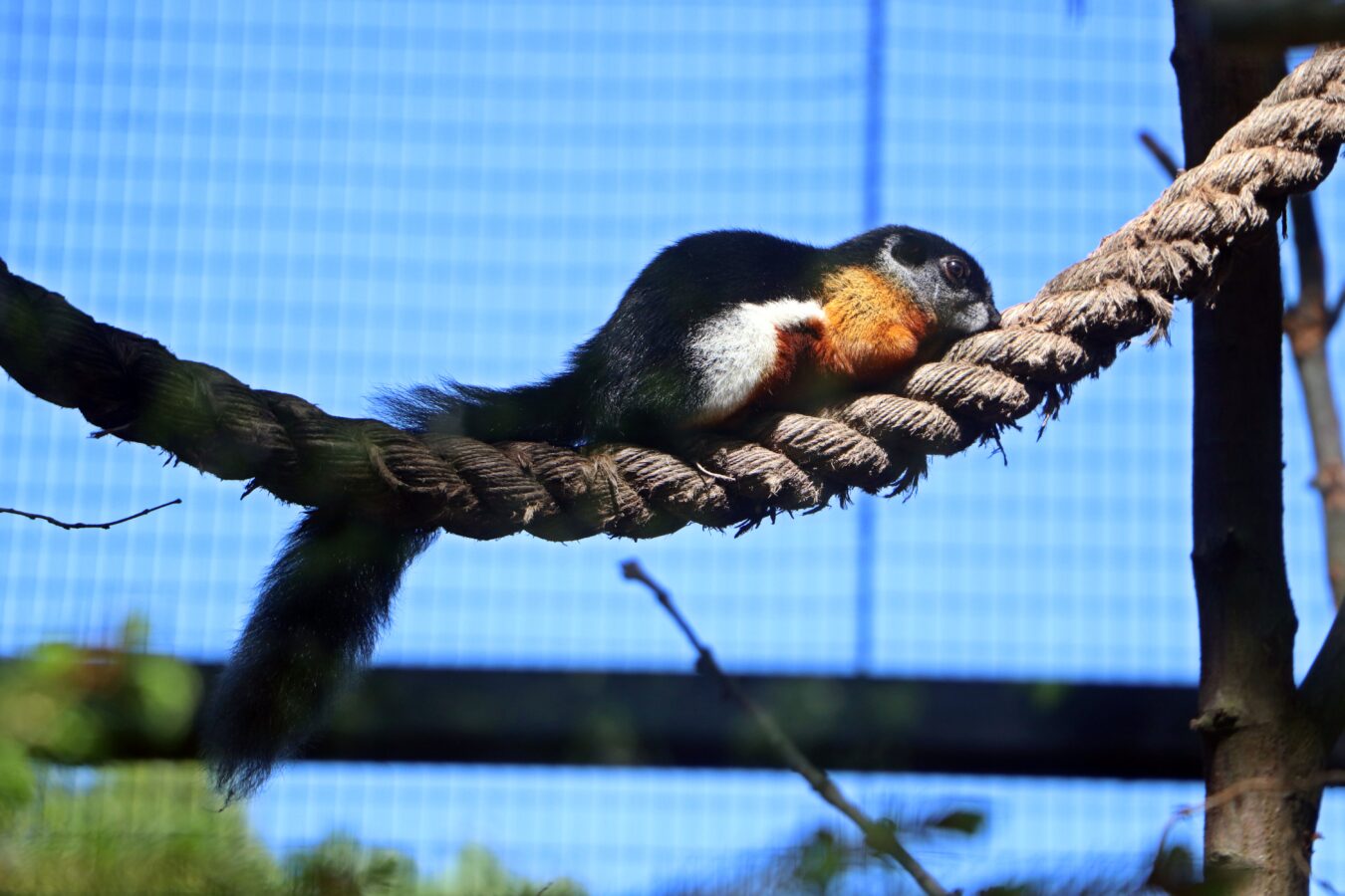 Fot. Paweł Ciesielski - Gdański Ogród Zoologiczny